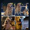 goldennuggettrio