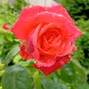 barbara58992