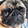 Nori the pug 🥭