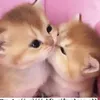 minh.duy2471