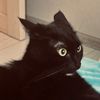 Kokos 🐈‍⬛ & 🐈 Zefir