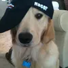 _noxgv