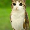munchkin_cat123