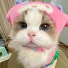 urlovevanilla1