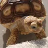 sulcata_vietnam