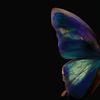 b_butterfly15