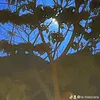 karadurax