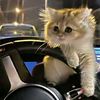 sweetcatto18