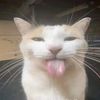 thugshakerthecat