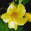cherryville_679