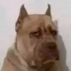 vltr.svrt1