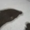 paheuejdk