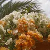 yahyamohamed740