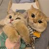 cute pets