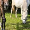une_cavaliere_ta_peur2