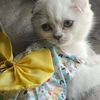 blueberryscats