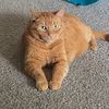janelmeowturner