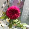 dlsoz.141
