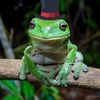 dapper_frog567