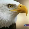 ahmadumhamad7