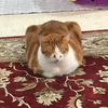 kitcat284