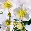 theresiaelbouhyao4