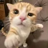 Thắm Nấm Lùn