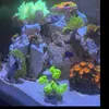 reefspbr