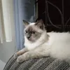 reianejaecho