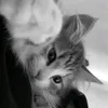 ilyt_aim