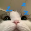 hnhn11.09