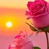 user8v90zoyjzj
