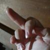 reyfan__________