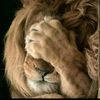 furrkann35_