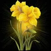 ahmedameer531