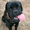 ryder.cane.corso