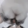 catarinaccount