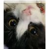 meowcencen