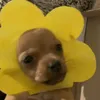 piedrita_204