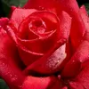 sun.riz8