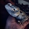 mushu737