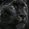 pantherprowling