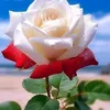 suaad5757