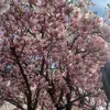 minamina_1233