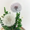 bimbiplele