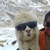 el_caosas