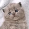 i_l_o_v_e_cats0