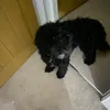 ralph_cockapoo_love