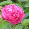 farrnceya