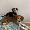 k9mom1969